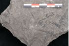 Foto (Detailansicht) von Dicksonia pterioides Ettingshausen (NHMW-GEO-2024-0188-10209)